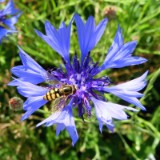 1706F 38 Gronau-Bielefeld